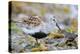 Dunlin portrait, Vardo, Finnmark, Norway-Markus Varesvuo-Premier Image Canvas