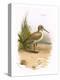 Dunlin-English-Premier Image Canvas