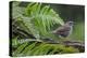 Dunnock perching on tree branch, Belgium-Philippe Clement-Premier Image Canvas