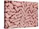 Duodenum Villi from a Rat-Micro Discovery-Premier Image Canvas