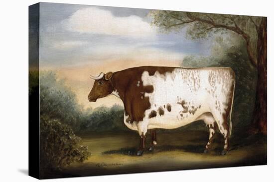 Durham Cow-Porter Design-Premier Image Canvas