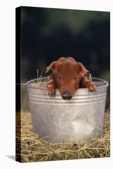 Duroc Piglet in a Pail-DLILLC-Premier Image Canvas