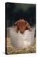 Duroc Piglet in a Pail-DLILLC-Premier Image Canvas