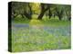 Dusk Through Oak Trees, Field of Texas Blue Bonnets and Phlox, Devine, Texas, USA-Darrell Gulin-Premier Image Canvas