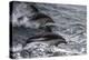 Dusky dolphin (Lagenorhynchus obscurus) jumping, Beagle Channel, Tierra del Fuego, Argentina, South-Michael Runkel-Premier Image Canvas