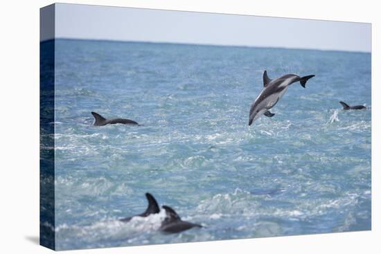 Dusky Dolphin Leaping-Paul Souders-Premier Image Canvas