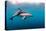 Dusky Dolphin Off of Kaikoura, New Zealand-James White-Premier Image Canvas