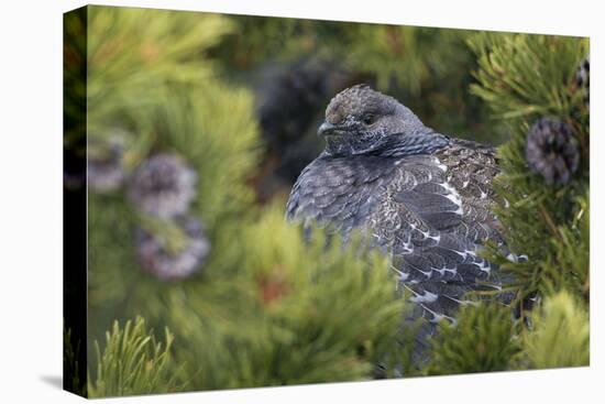 Dusky Grouse-Ken Archer-Premier Image Canvas