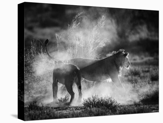 Dust Cats-Jaco Marx-Premier Image Canvas