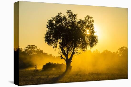 Dust in Backlight at Sunset, South Luangwa National Park, Zambia, Africa-Michael Runkel-Premier Image Canvas