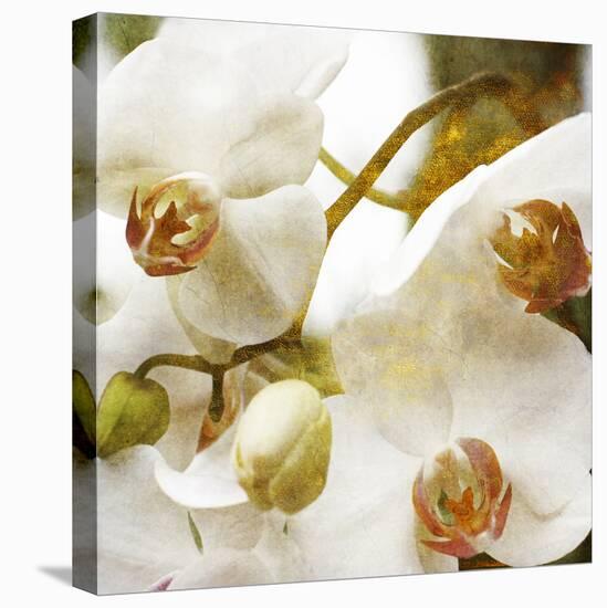 Dust Orchid-Viviane Fedieu Daniel-Premier Image Canvas