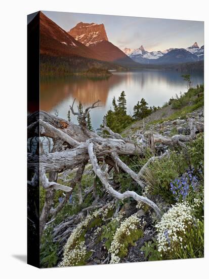 Dusty Star Mountain, St. Mary Lake, and Wildflowers at Dawn, Glacier National Park, Montana, United-James Hager-Premier Image Canvas