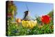 Dutch Windmill and Colorful Tulips and Forget-Me-Not Flowers in Famous Spring Garden 'Keukenhof', H-dzain-Premier Image Canvas