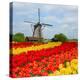 Dutch Windmill over Tulips Field-neirfy-Premier Image Canvas