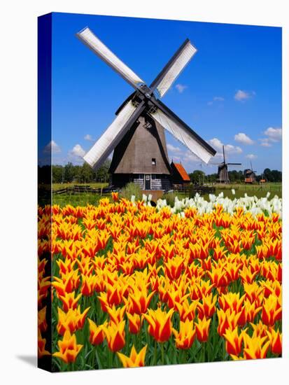 Dutch Windmills and Tulips-Jeni Foto-Premier Image Canvas