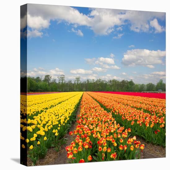 Dutch Yellow and Orange Tulip Fields in Sunny Day-neirfy-Premier Image Canvas