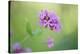 dwarf catchfly, blossoms, close up-David & Micha Sheldon-Stretched Canvas