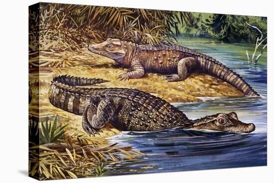 Dwarf Crocodile or Bony Crocodile (Osteolaemus Tetraspis), Crocodylidae-null-Premier Image Canvas