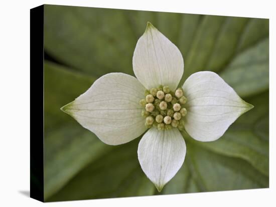 Dwarf Dogwood (Bunchberry Dogwood) (Cornus Canadensis), Glacier National Park, Montana, USA-James Hager-Premier Image Canvas