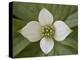 Dwarf Dogwood (Bunchberry Dogwood) (Cornus Canadensis), Glacier National Park, Montana, USA-James Hager-Premier Image Canvas