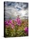 Dwarf Fireweed, (Chamerion Latifolium) Thorsmork, Iceland-null-Premier Image Canvas