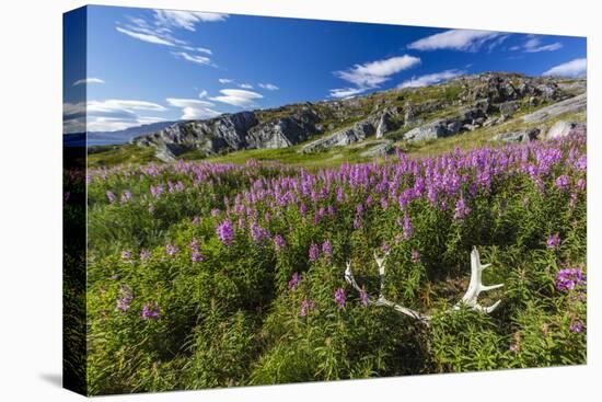 Dwarf Fireweed (River Beauty Willowherb) (Chamerion Latifolium)-Michael Nolan-Premier Image Canvas