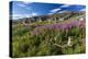 Dwarf Fireweed (River Beauty Willowherb) (Chamerion Latifolium)-Michael Nolan-Premier Image Canvas