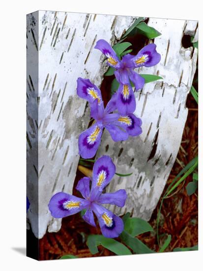 Dwarf Lake Iris Growing Through Birch Bark, Upper Peninsula, Michigan, USA-Jim Zuckerman-Premier Image Canvas