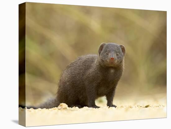 Dwarf Mongoose, Kruger National Park, South Africa, Africa-James Hager-Premier Image Canvas