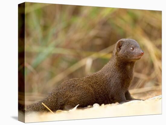 Dwarf Mongoose, Kruger National Park, South Africa, Africa-James Hager-Premier Image Canvas