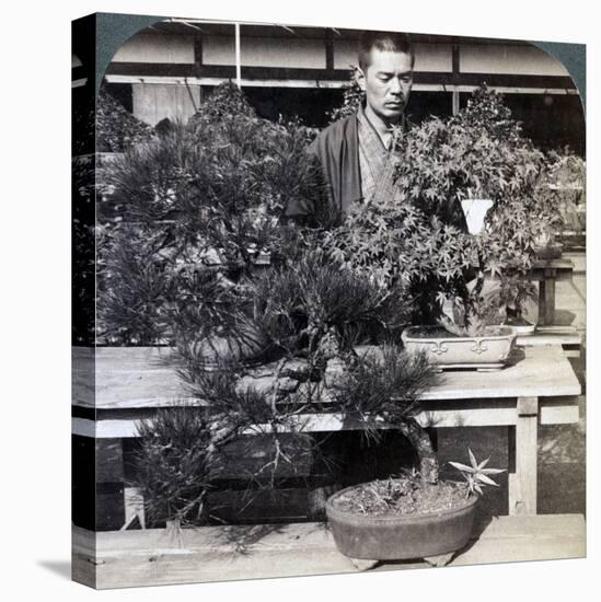 Dwarf Pines and Maples in Count Okuma's Greenhouse, Tokyo, Japan, 1904-Underwood & Underwood-Premier Image Canvas