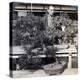 Dwarf Pines and Maples in Count Okuma's Greenhouse, Tokyo, Japan, 1904-Underwood & Underwood-Premier Image Canvas