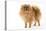 Dwarf Spitz-null-Premier Image Canvas