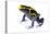 Dyeing Poison Frog (Dendrobates Tinctorius) The Kaw Mountains-Jp Lawrence-Premier Image Canvas