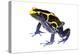 Dyeing Poison Frog (Dendrobates Tinctorius) The Kaw Mountains-Jp Lawrence-Premier Image Canvas