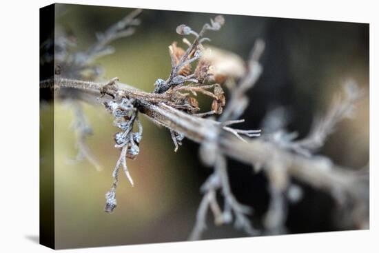 Dying Plant in Macro View-null-Stretched Canvas