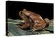 Dyscophus Antongilii (Madagascar Tomato Frog)-Paul Starosta-Premier Image Canvas