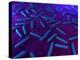 E Coli Bacteria, Artwork-SCIEPRO-Premier Image Canvas