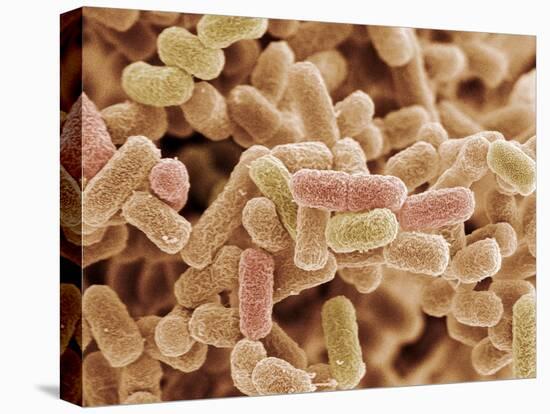 E. Coli Bacteria, SEM-Steve Gschmeissner-Premier Image Canvas