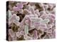 E Coli Bacteria, SEM-Steve Gschmeissner-Premier Image Canvas
