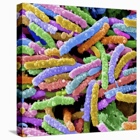 E. Coli Bacteria-null-Premier Image Canvas