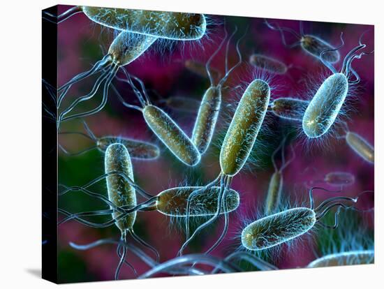 E. Coli Bacteria-David Mack-Premier Image Canvas