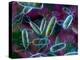 E. Coli Bacteria-David Mack-Premier Image Canvas