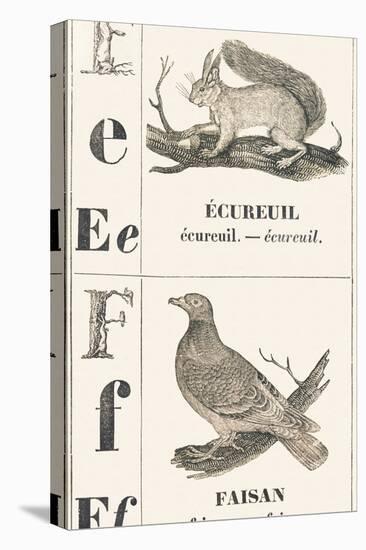 E F: Squirrel — Pheasant, 1850 (Engraving)-Louis Simon (1810-1870) Lassalle-Premier Image Canvas