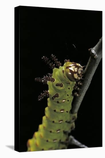 Eacles Imperialis (Imperial Moth) - Caterpillar Portrait-Paul Starosta-Premier Image Canvas