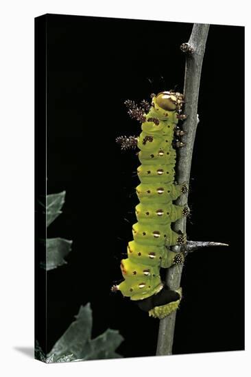 Eacles Imperialis (Imperial Moth) - Caterpillar-Paul Starosta-Premier Image Canvas