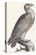 Eagle, 1850 (Engraving)-Louis Simon (1810-1870) Lassalle-Premier Image Canvas