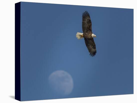 Eagle and Moon-Galloimages Online-Premier Image Canvas