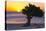 Eagle Beach Sunset witha Divi Tree, Aruba-George Oze-Premier Image Canvas