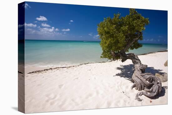 Eagle Beach with a Fofoti Divi Tree Aruba-George Oze-Premier Image Canvas